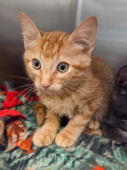 Unicorn Blood -  Domestic Short Hair Cat for Adoption in Fresno, California - Unicorn Blood | PetCurious