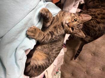 Rescue Domestic Short Hair Cats for Adoption in Hammond, Indiana - Cypress | PetCurious