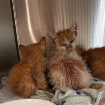 Domestic Short Hair Cats Available for Adoption in Clearwater, Florida - Moxie | PetCurious