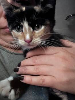 Seven (& Six) -  Domestic Short Hair Cat for Adoption in Castro Valley, California - Seven (& Six) | PetCurious