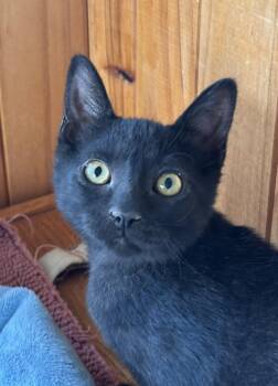 Pie -  Domestic Short Hair Cat for Adoption in Raymond, Washington - Pie | PetCurious