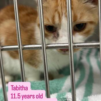 Tabitha -  Domestic Short Hair Cat for Adoption in Tampa, Florida - Tabitha | PetCurious