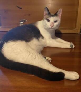 Rescue Siamese Cats for Adoption in Rome, Pennsylvania - Daniel | PetCurious