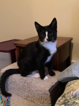 Rescue Tuxedo Cats for Adoption in Columbia, South Carolina - Alex | PetCurious
