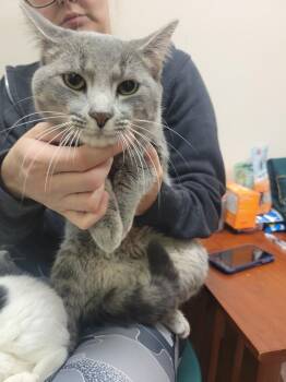 Thomas -  Domestic Short Hair Cat for Adoption in Lorain, Ohio - Thomas | PetCurious