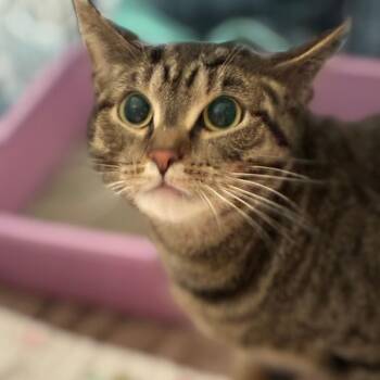 Yummers -  Domestic Short Hair Cat for Adoption in South Elgin, Illinois - Yummers | PetCurious