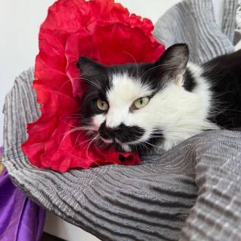 Rescue Domestic Long Hair Cats for Adoption in Eaton Rapids, Michigan - Gargamel 55407 FIV+ | PetCurious