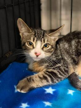 Freckles and Frank -  Tabby and Domestic Short Hair Cat for Adoption in Walnut Creek, California - Freckles And Frank | PetCurious