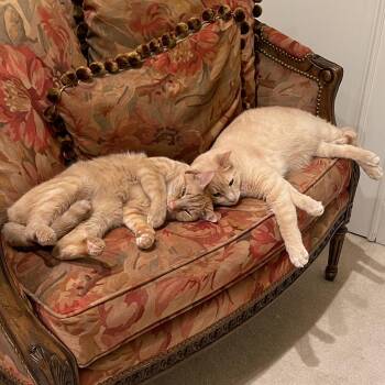 Sunny and Jimmy -  Tabby Cat Available for Adoption in Unm, New Mexico - Sunny And Jimmy | PetCurious