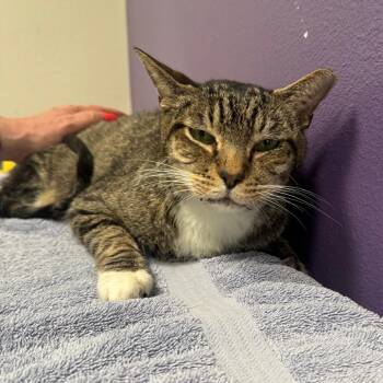 Sushi -  Domestic Short Hair Cat for Adoption in Englewood, Florida - Sushi | PetCurious
