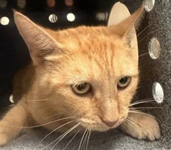 MISSY -  Domestic Short Hair Cat for Adoption in Dallas, Texas - MISSY | PetCurious