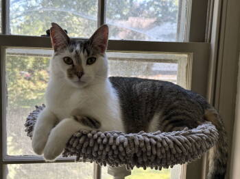 Rescue Domestic Short Hair Cats for Adoption in Newtown Square, Pennsylvania - Smudge | PetCurious