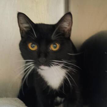 Domestic Short Hair Cats Available for Adoption in Palestine, Texas - Blackberry | PetCurious