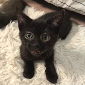 Baxter* -  Domestic Short Hair Cat for Adoption in San Gabriel, California - Baxter* | PetCurious