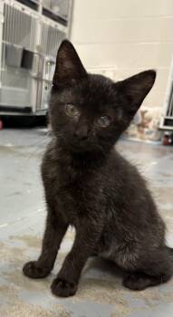 Rescue Domestic Short Hair Cats for Adoption in Mount Pleasant, South Carolina - Angelina Jolie | PetCurious