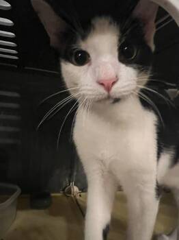 Rescue British Shorthair Cats for Adoption in Columbus, Ohio - Stormy | PetCurious