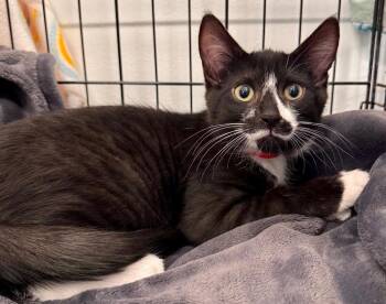 Stache -  Domestic Short Hair Cat for Adoption in Leonardtown, Maryland - Stache | PetCurious