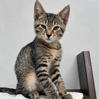 Apollo -  Domestic Short Hair Cat for Adoption in West Palm Beach, Florida - Apollo | PetCurious