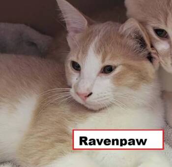 Ravenpaw -  Domestic Short Hair Cat for Adoption in Zimmerman, Minnesota - Ravenpaw | PetCurious