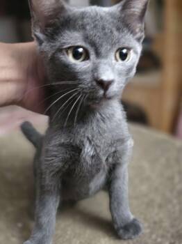 Twilight -  Domestic Short Hair Cat for Adoption in Piscataway, New Jersey - Twilight | PetCurious
