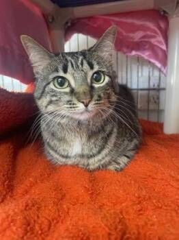Rescue Domestic Short Hair Cats for Adoption in Key West, Florida - Lucy | PetCurious