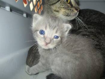 JAZZ -  Domestic Short Hair Cat for Adoption in Ocala, Florida - JAZZ | PetCurious