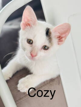 Rescue Domestic Short Hair Cats for Adoption in Winter Garden, Florida - Cozy | PetCurious