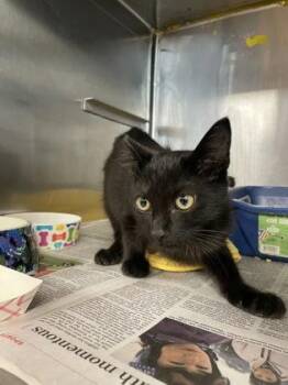 Iago -  Domestic Short Hair Cat for Adoption in Houston, Texas - Iago | PetCurious
