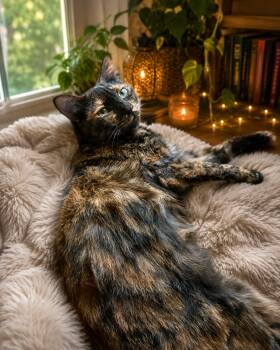 Square Dancing Dakota -  Tortoiseshell Cat for Adoption in Tustin, California - Square Dancing Dakota | PetCurious