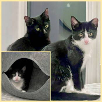 Rescue Domestic Short Hair Cats for Adoption - Nova & Orion | PetCurious