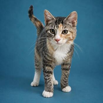 Sprinkles -  Domestic Short Hair Cat for Adoption in Heber Springs, Arkansas - Sprinkles | PetCurious