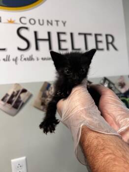 Domestic Short Hair Cats Available for Adoption in Gautier, Mississippi - Beau | PetCurious