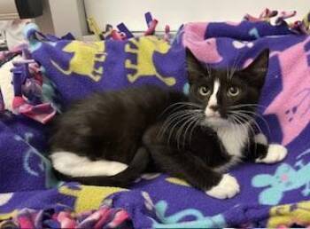 Rescue Domestic Short Hair Cats for Adoption in Parlier, California - Twix | PetCurious