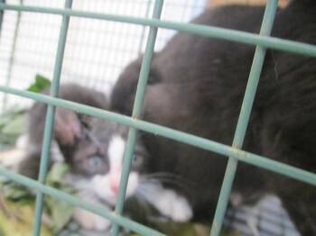 TAKEDA -  Domestic Short Hair Cat for Adoption in Ocala, Florida - TAKEDA | PetCurious