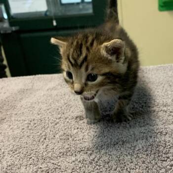 Link -  Domestic Short Hair Cat for Adoption in Pasadena, California - Link | PetCurious