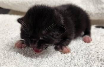 Domestic Short Hair Cats Available for Adoption in Fort Lauderdale, Florida - A2474553 | PetCurious