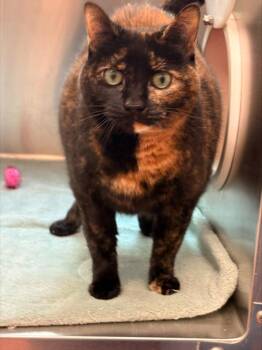 Marsha -  Domestic Short Hair Cat for Adoption in Stratham, New Hampshire - Marsha | PetCurious