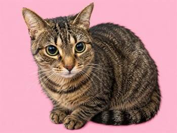 BUOY -  Domestic Short Hair Cat for Adoption in Doral, Florida - BUOY | PetCurious