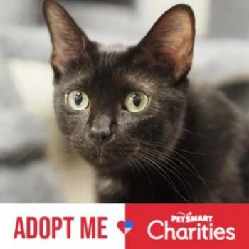 Domestic Short Hair Cats Available for Adoption in Falls Church, Virginia - Maude | PetCurious