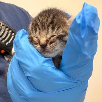 Arlington -  Domestic Short Hair Cat for Adoption in Philadelphia, Pennsylvania - Arlington | PetCurious