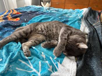 Rescue British Shorthair Cats for Adoption in Philadelphia, Pennsylvania - Sir Reginald Von Paws | PetCurious