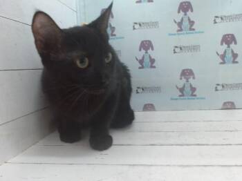 A603447 -  Domestic Short Hair Cat for Adoption in Orlando, Florida - A603447 | PetCurious