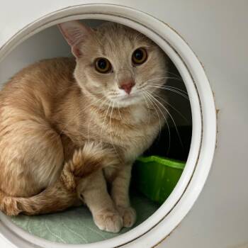Chucky -  Domestic Short Hair Cat for Adoption in Clavet, Saskatchewan - Chucky | PetCurious