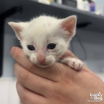 Domestic Short Hair Cats Available for Adoption in Washington, District Of Columbia - Hydrangea | PetCurious