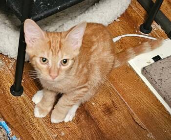 Rescue Domestic Short Hair Cats for Adoption in Fishers, Indiana - Mac | PetCurious