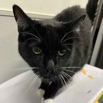 Onyx -  Domestic Short Hair Cat for Adoption in Tampa, Florida - Onyx | PetCurious