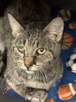 -Dustin -  Tabby and Domestic Short Hair Cat for Adoption in Red Bluff, California - -Dustin | PetCurious
