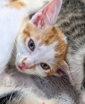 Erina -  Domestic Short Hair Cat for Adoption in North Richland Hills, Texas - Erina | PetCurious