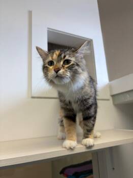 Lunah -  Domestic Long Hair Cat for Adoption in Winnipeg, Manitoba - Lunah | PetCurious