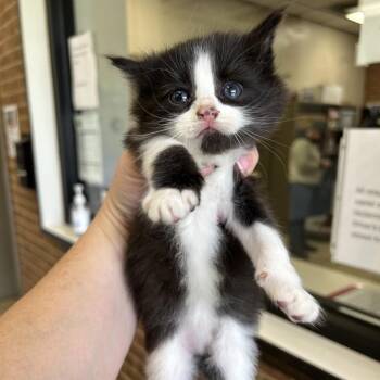 Bunny -  Domestic Medium Hair Cat for Adoption in Birmingham, Alabama - Bunny | PetCurious